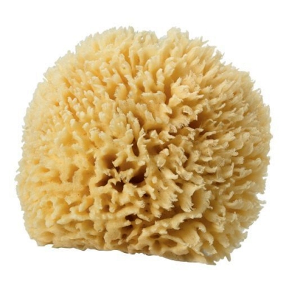 3'' Ncctec Man-made Sea Grass Sponge For Wall Painting Free Shipping