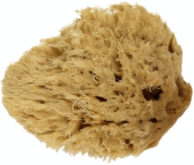 Choosing the Right Sea Sponge for Faux Painting: Wool, Grass or