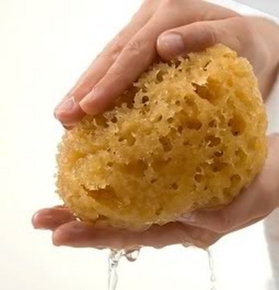 Even a new sea sponge needs to be washed before use