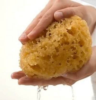 Even a new sea sponge needs to be washed before use