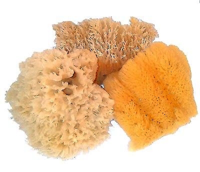 Different sea sponges create different painting effects