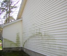 Green mildew growth on the back walls.