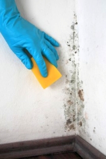 Killing mildew spores with bleach