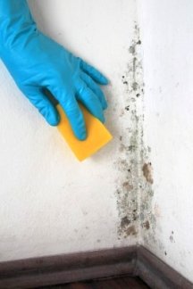 Killing mildew spores with bleach